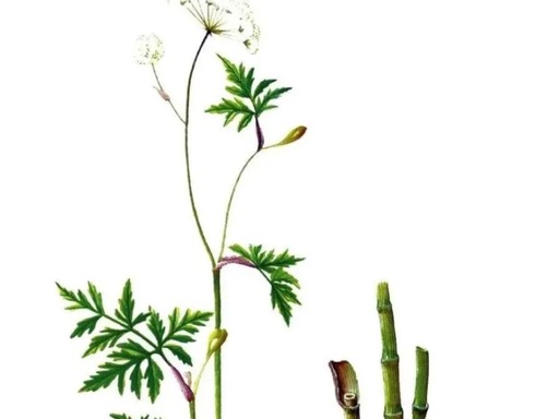 川芎