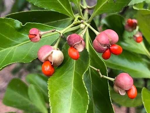 鬼箭羽