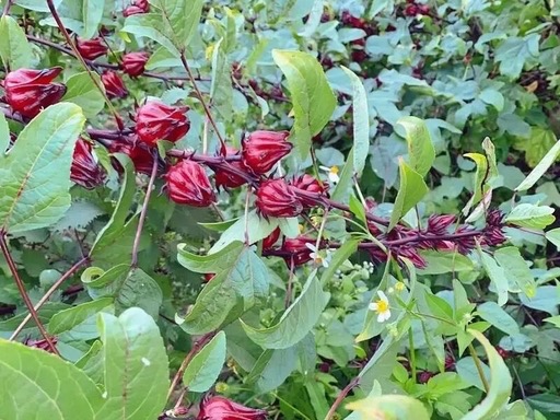 玫瑰茄