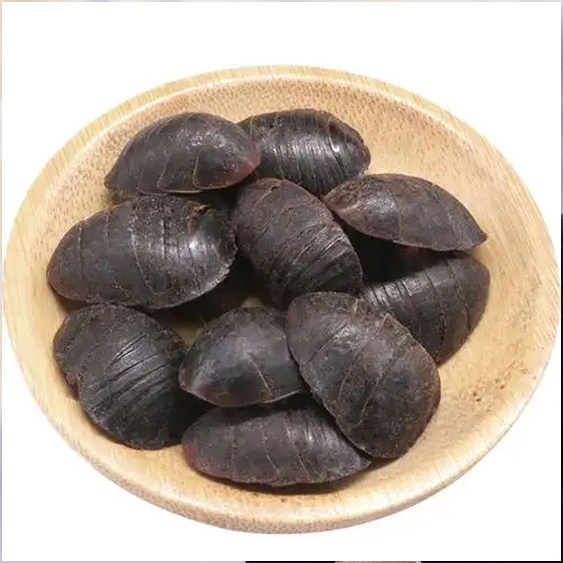 土鳖入药须辨识雌雄