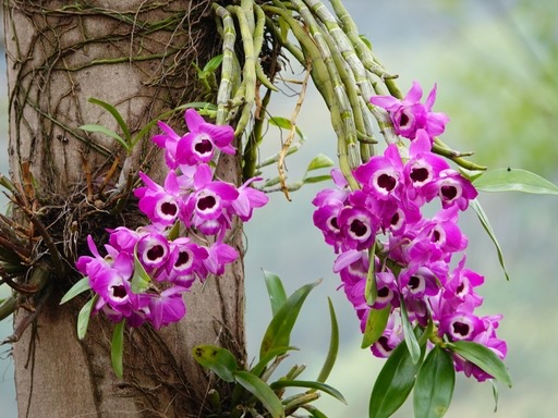 石斛花