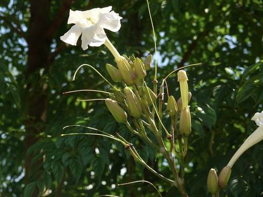 菜豆树