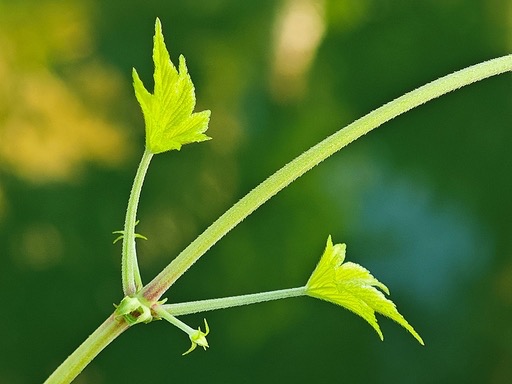 葎草