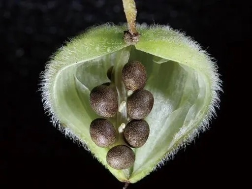 凤仙花