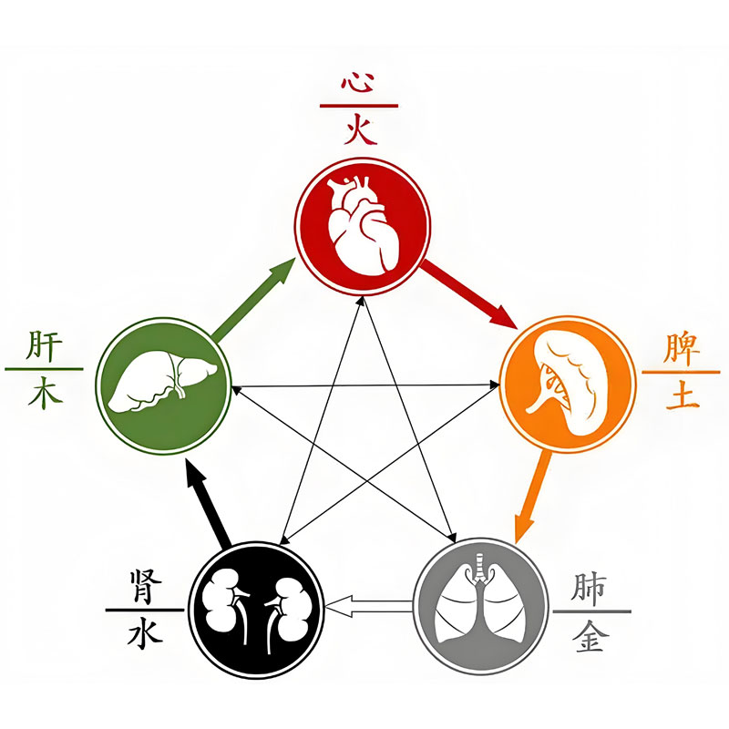 脏腑的分类及其生理特点