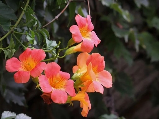 凌霄花