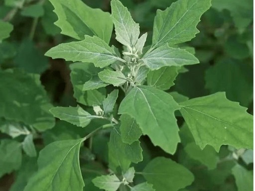 灰菜