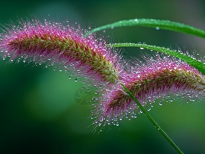狗尾巴草
