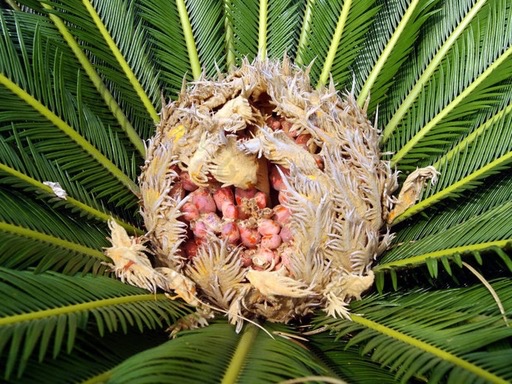 铁树花