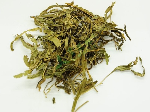 凤尾草