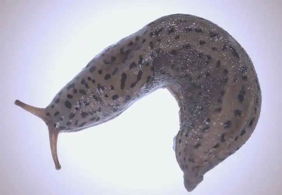 蛞蝓