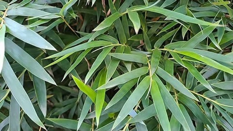 竹兰草