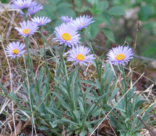 高山紫菀