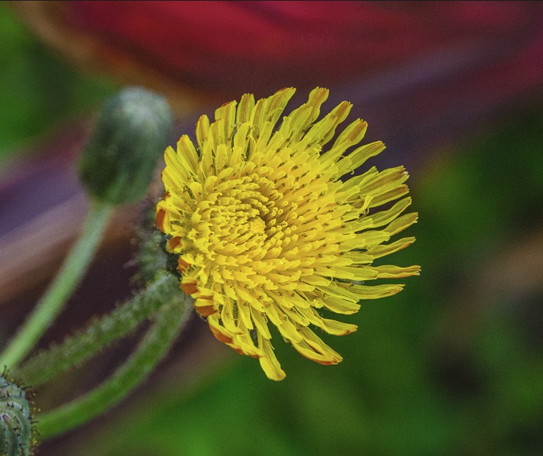 苦菜花子