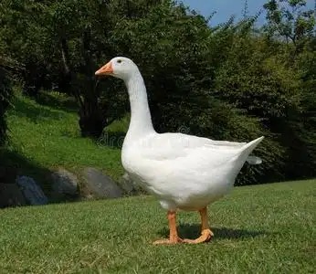 鹅涎