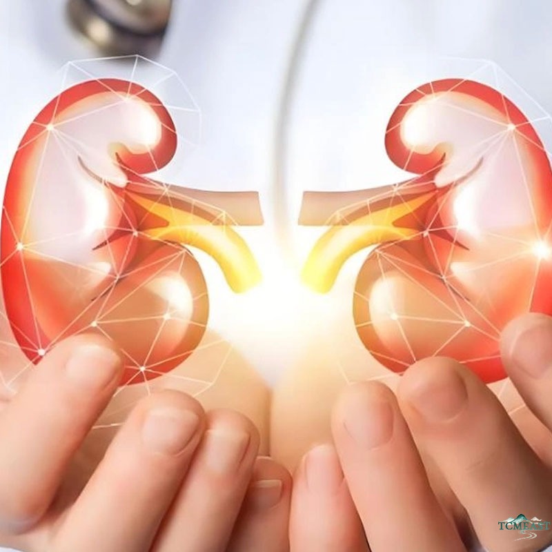 Kidney Health in TCM: Understanding Kidney Essence and Kidney Qi