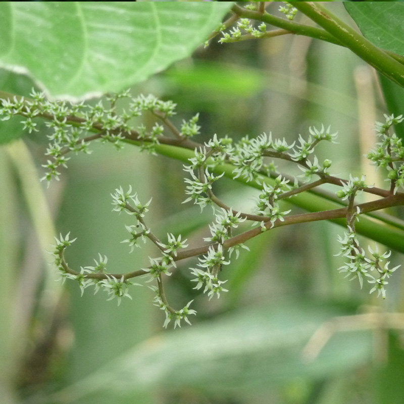 Laportea siuata (Bl.) Miq