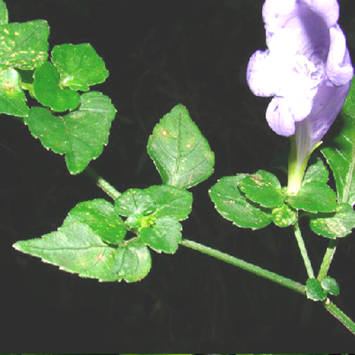对节叶根