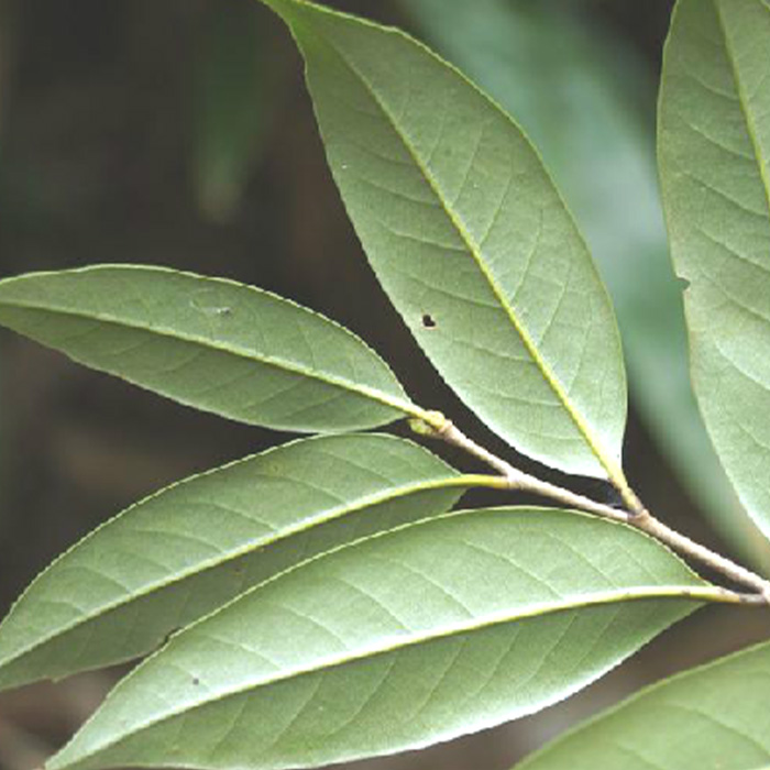 多穗石柯茎