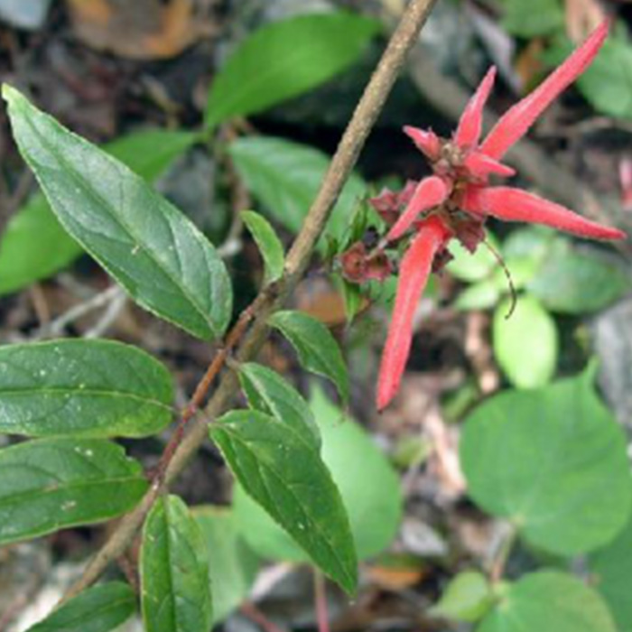 茎花来江藤