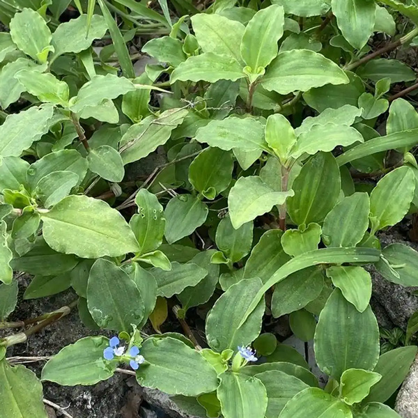 马耳草