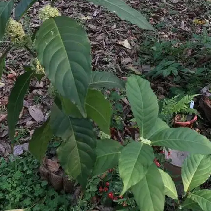 密花美登木